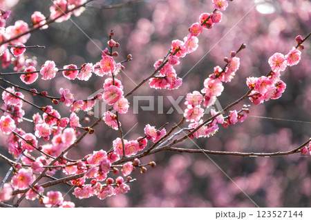 逆光の紅梅の花 123527144