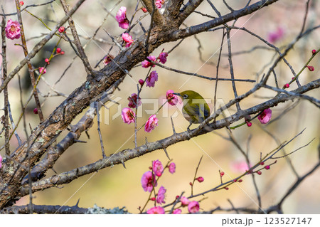 梅の花の蜜を吸うメジロ 梅の花の蜜を吸うメジロ 123527147