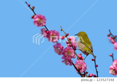 梅の花の蜜を吸うメジロ 123527148