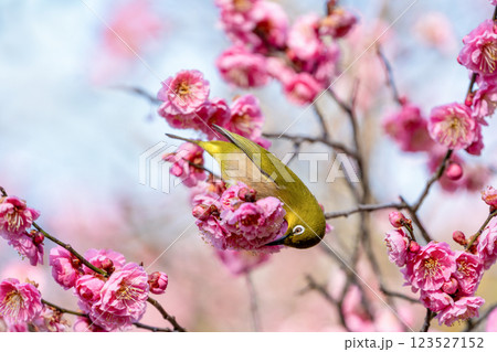 梅の花の蜜を吸うメジロ 梅の花の蜜を吸うメジロ 123527152