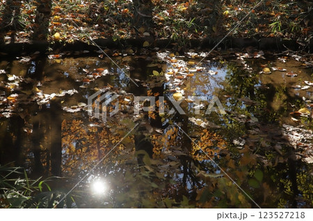 水面に映る晩秋の紅葉樹 水面に映る晩秋の紅葉樹 123527218