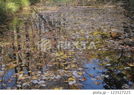 水面に映る晩秋の紅葉樹 水面に映る晩秋の紅葉樹 123527225