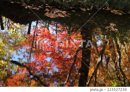 水面に映る晩秋の紅葉樹 水面に映る晩秋の紅葉樹 123527230