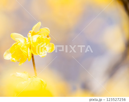 新春の美しい花　香り立つ満開のロウバイ 123527256