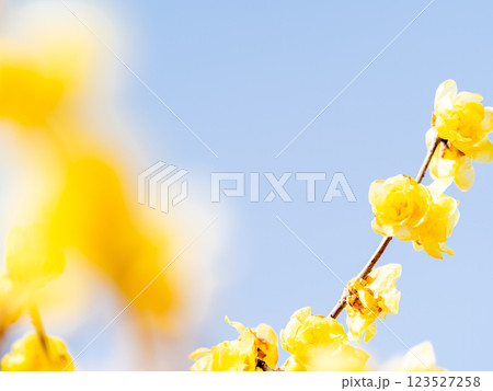 新春の美しい花　香り立つ満開のロウバイ 123527258