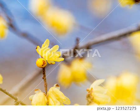 新春の美しい花 香り立つ満開のロウバイ 新春の美しい花 香り立つ満開のロウバイ 123527275