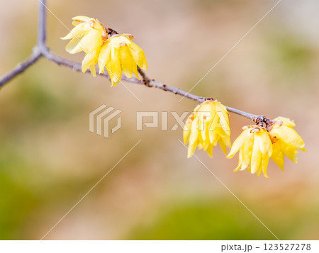 新春の美しい花 香り立つ満開のロウバイ 新春の美しい花 香り立つ満開のロウバイ 123527278