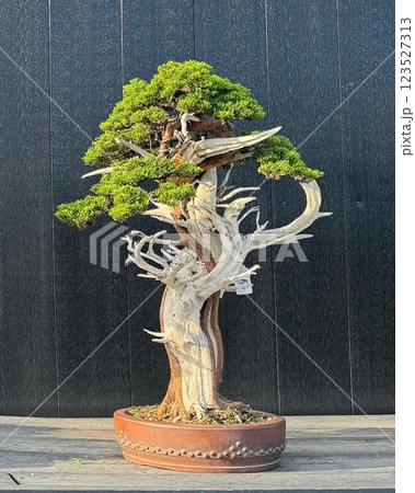 大地の恵み〜盆栽 大地の恵み〜盆栽 123527313