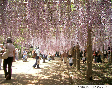 埼玉県の牛島の藤（藤花園） 123527349