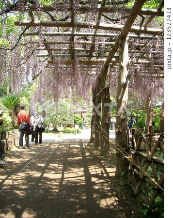 埼玉県の牛島の藤（藤花園） 123527413