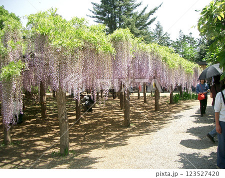 埼玉県の牛島の藤(藤花園) 埼玉県の牛島の藤(藤花園) 123527420