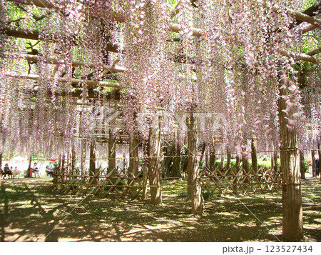 埼玉県の牛島の藤(藤花園) 埼玉県の牛島の藤(藤花園) 123527434