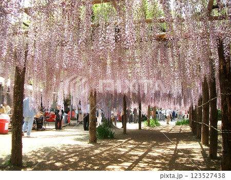 埼玉県の牛島の藤（藤花園） 123527438
