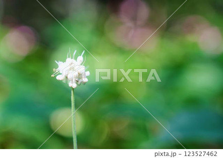 白いヤブミョウガの花 123527462