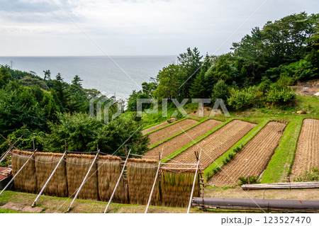 石川県輪島市 白米千枚田 棚田の稲刈り風景 9月 石川県輪島市 白米千枚田 棚田の稲刈り風景 9月 123527470