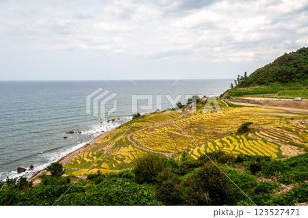石川県輪島市 白米千枚田 棚田の稲刈り風景 9月 石川県輪島市 白米千枚田 棚田の稲刈り風景 9月 123527471