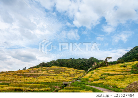 石川県輪島市 白米千枚田 棚田の稲刈り風景 9月 石川県輪島市 白米千枚田 棚田の稲刈り風景 9月 123527484
