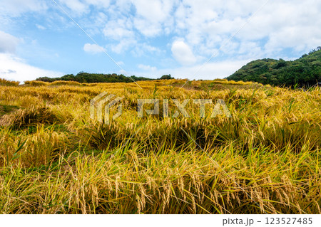 石川県輪島市　白米千枚田　棚田の稲刈り風景　9月 123527485