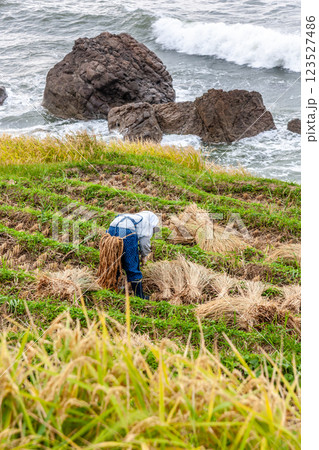 石川県輪島市 白米千枚田 棚田の稲刈り風景 9月 石川県輪島市 白米千枚田 棚田の稲刈り風景 9月 123527486