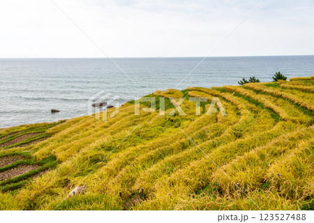 石川県輪島市　白米千枚田　棚田の稲刈り風景　9月 123527488
