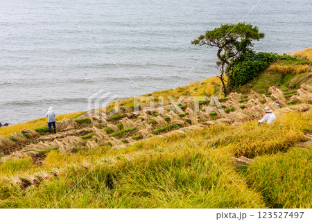 石川県輪島市 白米千枚田 棚田の稲刈り風景 9月 石川県輪島市 白米千枚田 棚田の稲刈り風景 9月 123527497
