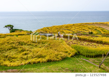 石川県輪島市 白米千枚田 棚田の稲刈り風景 9月 石川県輪島市 白米千枚田 棚田の稲刈り風景 9月 123527498