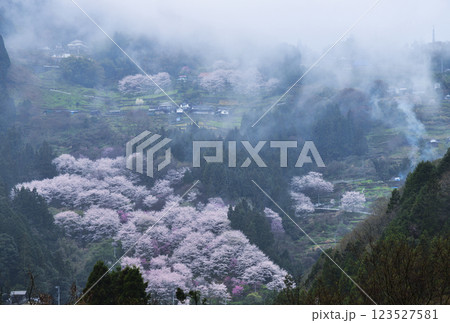 霧に霞む山村に咲き誇る桜 霧に霞む山村に咲き誇る桜 123527581