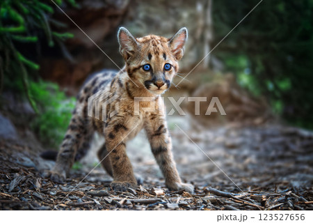 Portrait of a baby cougar exploring its natural habitat in the wilderness with striking blue eyes and soft fur 123527656