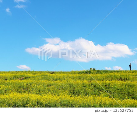 堤防に咲く菜の花群　春の風景　渡良瀬　人 123527753