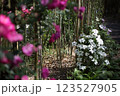 竹林のバラと白い花　 123527905