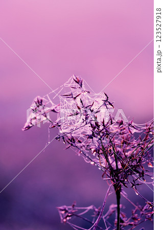 wild flower and spider web in meadow field natural background 123527918