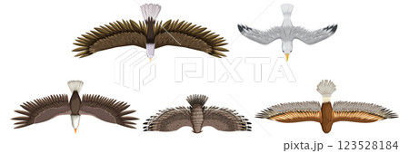 Top View of Various Birds in Flight 123528184