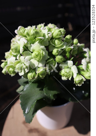 緑色の花カランコエ 123528334