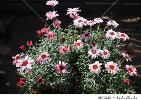 ピンク色の小花ローダンセマム 123528335