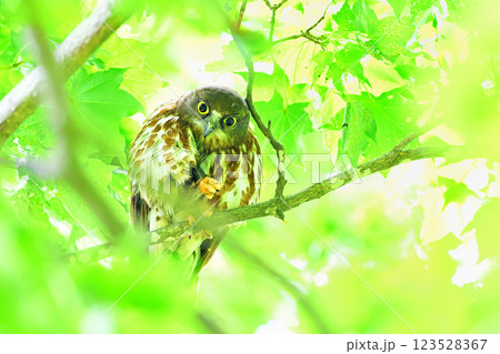 じゃんけん  グー 123528367