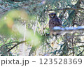 森の神 123528369