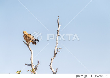 Tawny Eagle in Etosha Tawny Eagle in Etosha 123528622