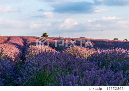 Lavender field in the Provence Lavender field in the Provence 123528624