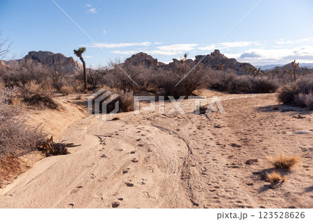 Josua Tree National Park 123528626