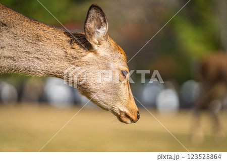 奈良公園の鹿 123528864