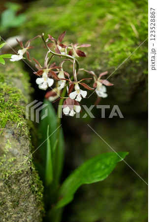 小さなエビネの花 小さなエビネの花 123528867