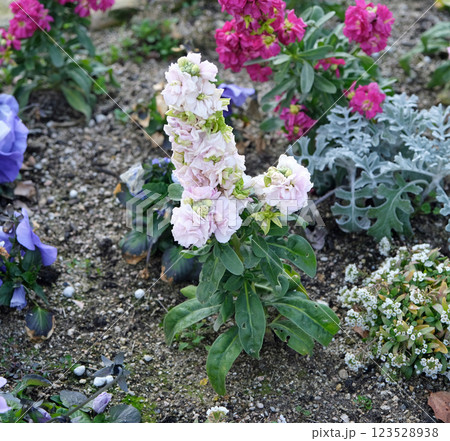 ストックの花 123528938