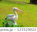 石の上にのっているペリカン 123529022
