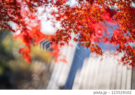 【秋】奈良公園の紅葉 123529102