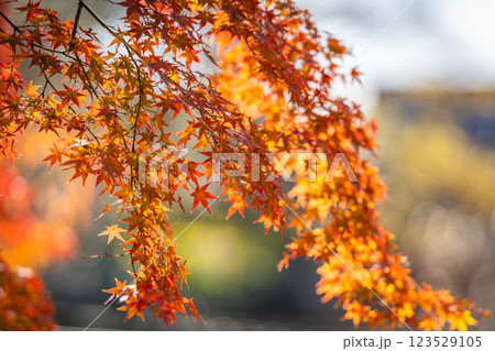 【秋】奈良公園の紅葉 123529105