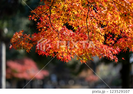 【秋】奈良公園の紅葉 【秋】奈良公園の紅葉 123529107