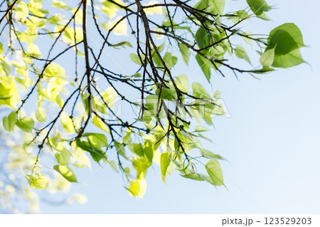 Sacred fig tree or Ficus religiosa with sprouting little light green leaves against clear sky in park. Sacred fig tree or Ficus religiosa with sprouting little light green leaves against clear sky in park. 123529203