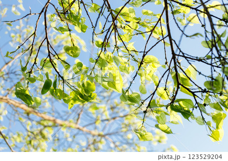 Sacred fig tree or Ficus religiosa with sprouting little light green leaves against clear sky in park. Sacred fig tree or Ficus religiosa with sprouting little light green leaves against clear sky in park. 123529204