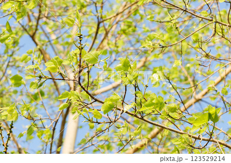 Sacred fig tree or Ficus religiosa with sprouting little light green leaves against clear sky in park. 123529214