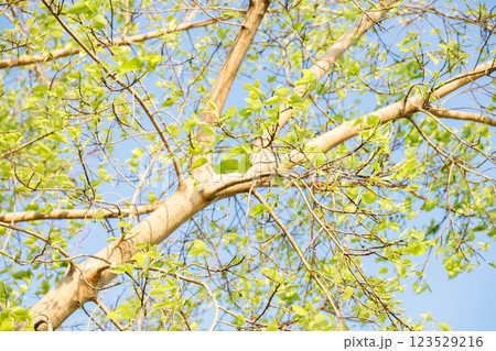Sacred fig tree or Ficus religiosa with sprouting little light green leaves against clear sky in park. 123529216